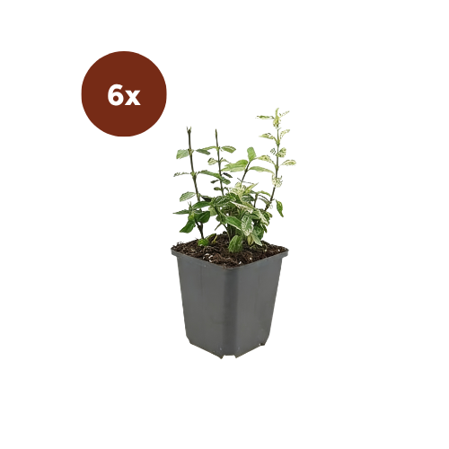 6x Euonymus fort. 'Harlequin' - 10-25cm - Ø9