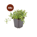 Logo van Bundels van 48 planten