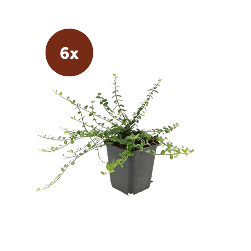 6x Euonymus fort. 'Minimus' - 10-25cm - Ø9