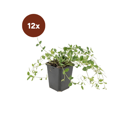 12x Vinca minor 'Gertrude Jekyll' - 10-25cm - Ø9