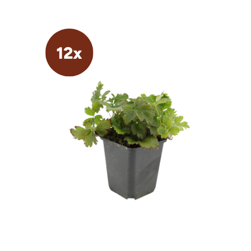 12x Waldsteinia ternata - ↕10-25cm - Ø9cm