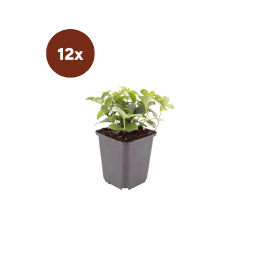 12x Cornus canadensis - 10-25cm - Ø9