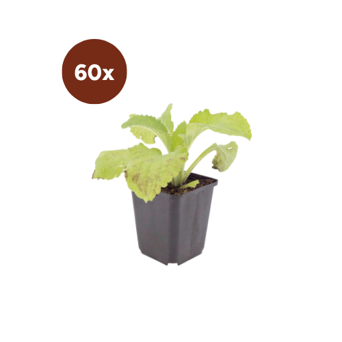 60x Digitalis purpurea - ↕10-25cm - Ø9cm