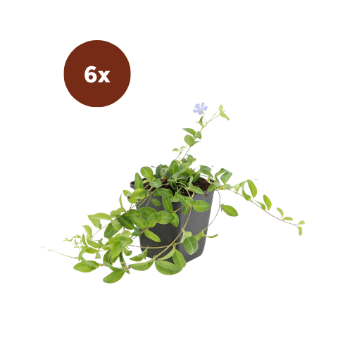 6x Vinca minor - 10-25cm - Ø9