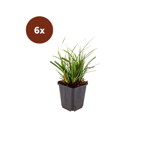 6x Carex morrowii - ↕10-25cm - Ø9cm