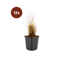 Logo van Bundels van 12 planten