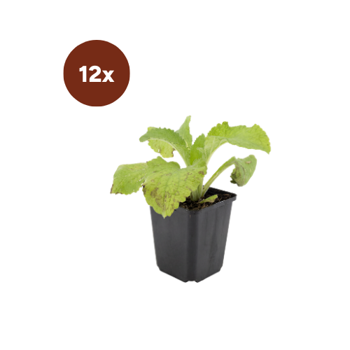 12x Digitalis Purpurea - 10-25 cm - Ø9