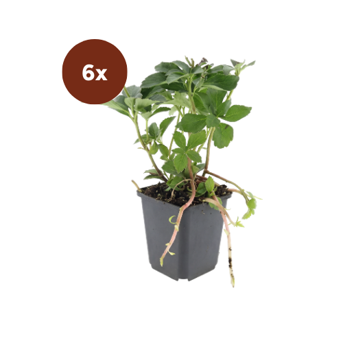 6x Pachysandra Terminalis - 10-25 cm - Ø9