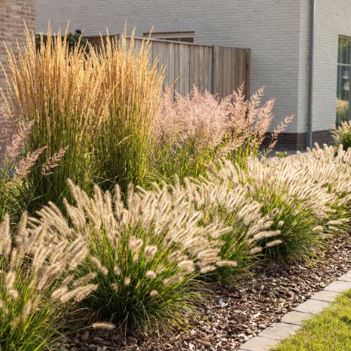 Borderpakket Wuivende Prairie 3–7 m²