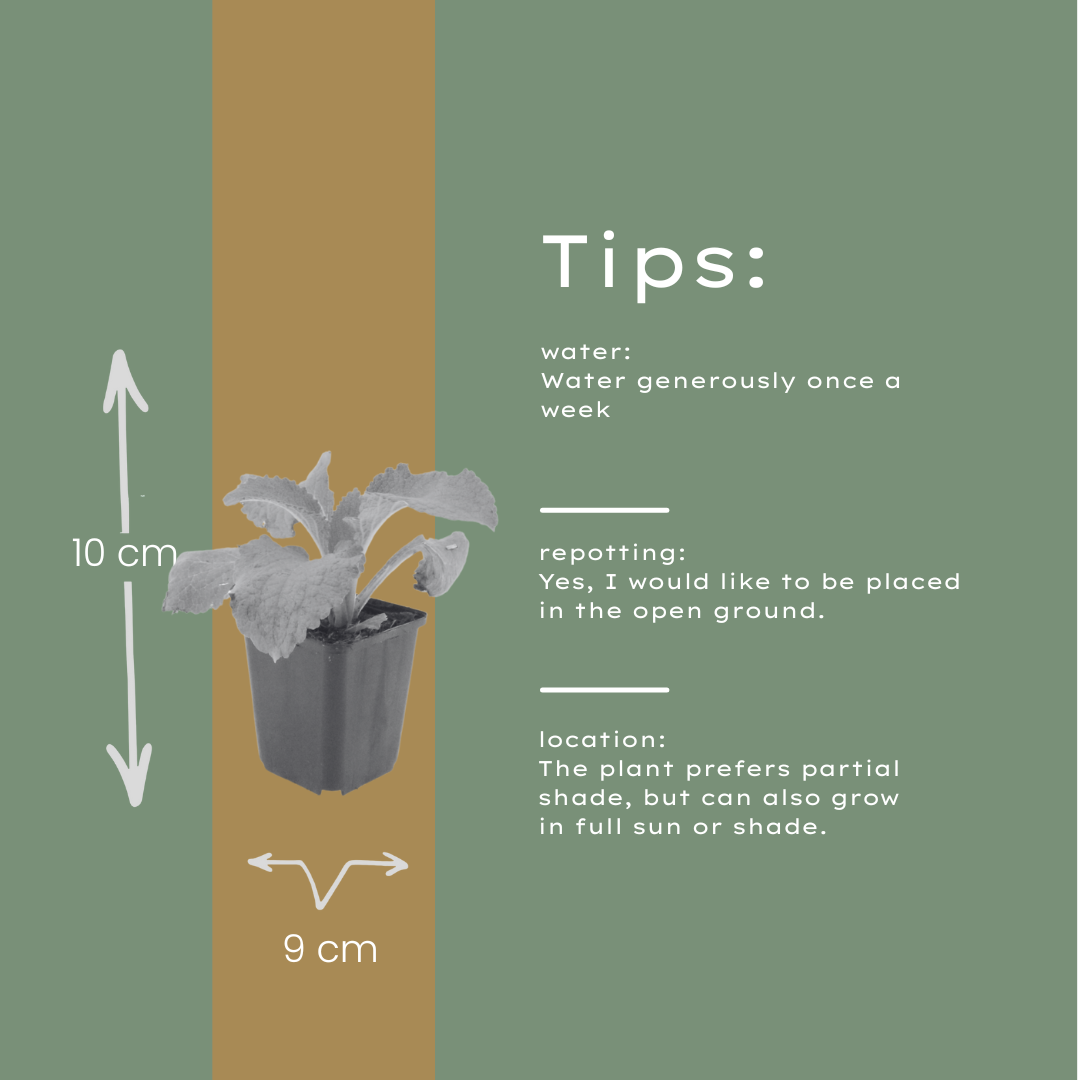 12x Digitalis Purpurea - 10-25 cm - Ø9