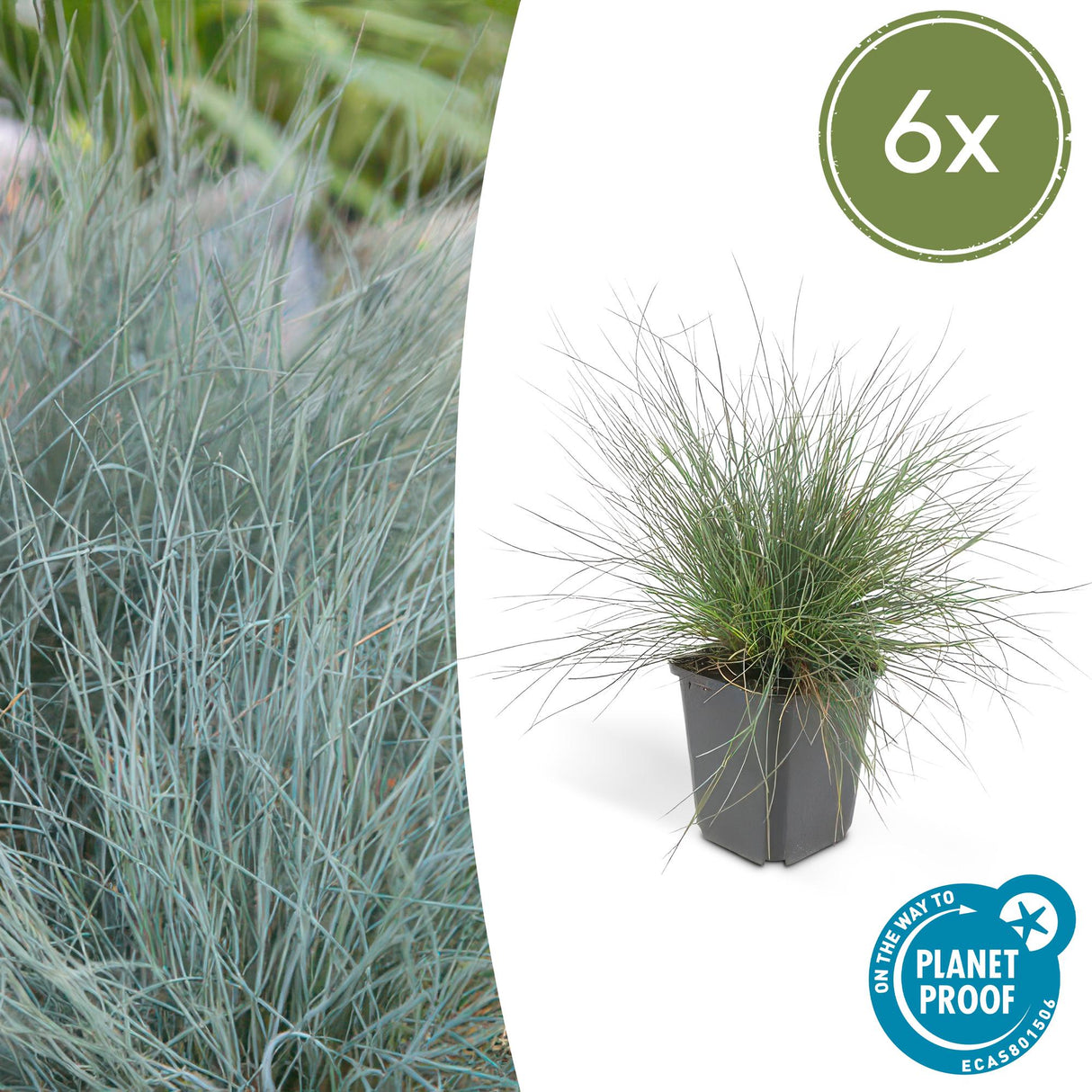 6x Festuca glauca 'Elijah Bleu' - 10-25cm - Ø9