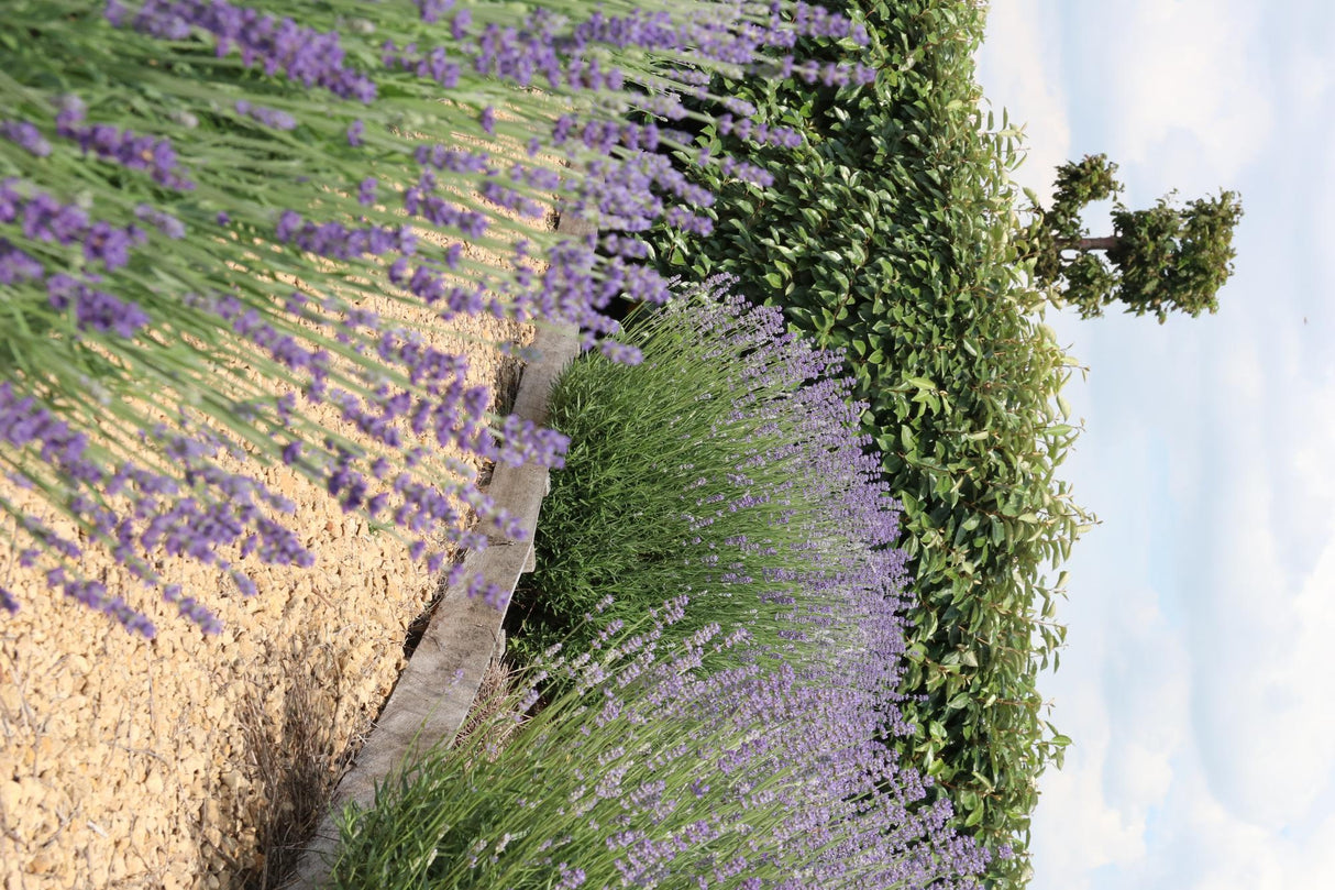 1x 6 pack Lavendel angustifolia - 15 cm - Ø7