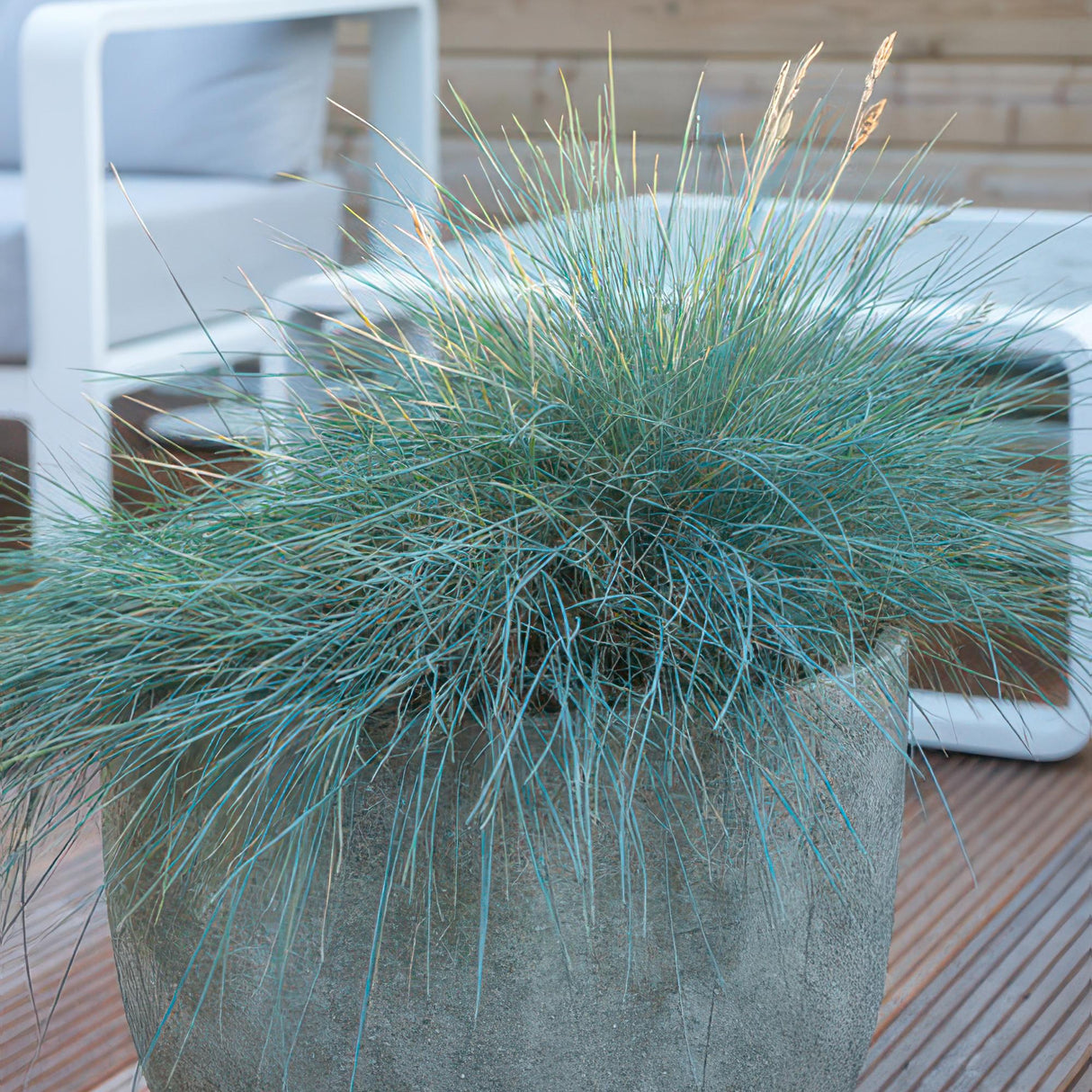 6x Festuca glauca 'Elijah Bleu' - 10-25cm - Ø9