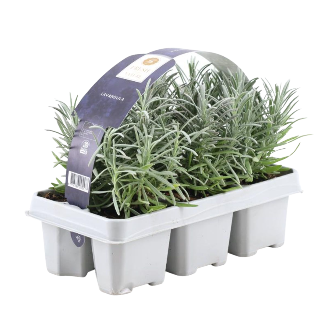1x 6 pack Lavendel angustifolia - 15 cm - Ø7