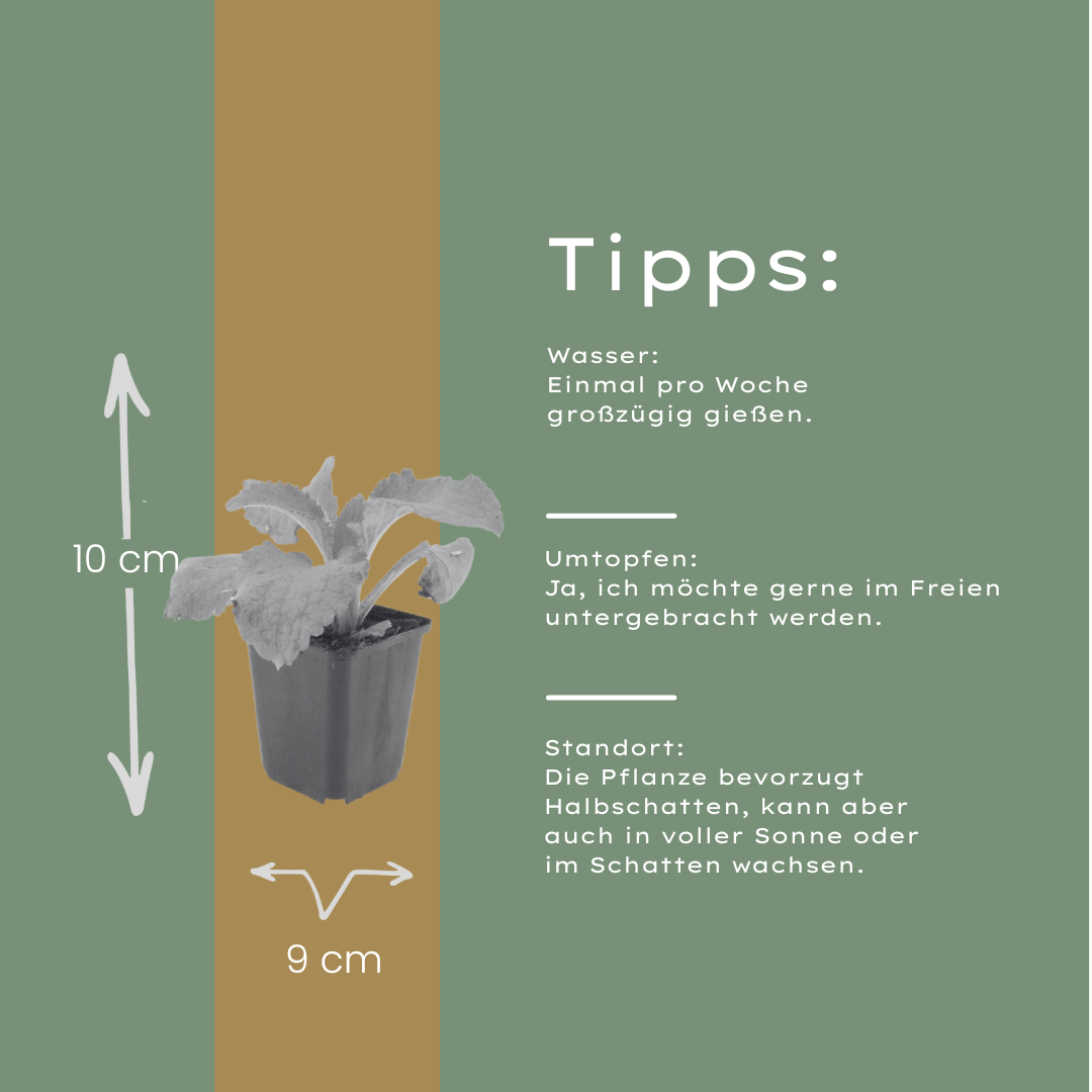 12x Digitalis Purpurea - 10-25 cm - Ø9