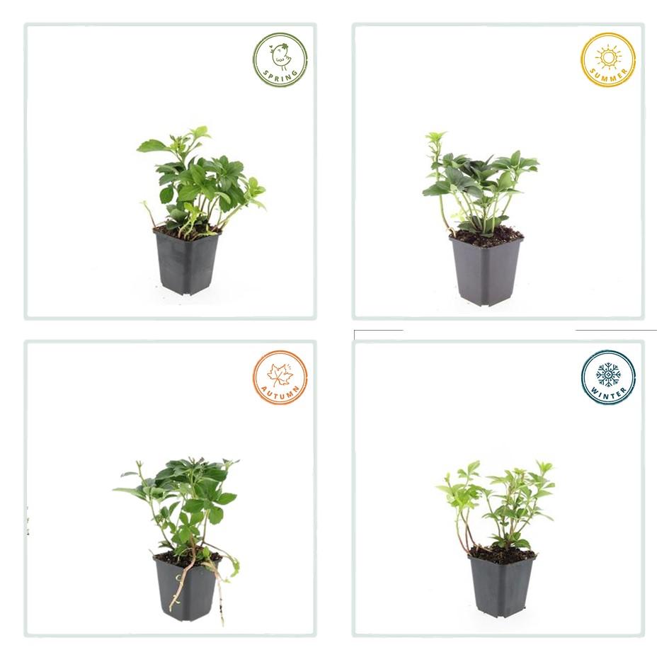 6x Pachysandra Terminalis - 10-25 cm - Ø9