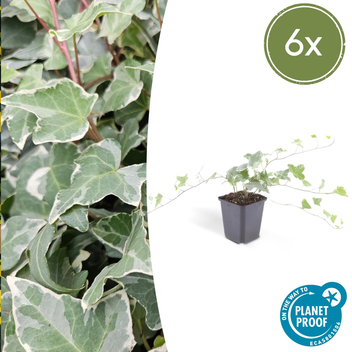 6x Hedera helix 'Glacier' - 10-25cm - Ø9