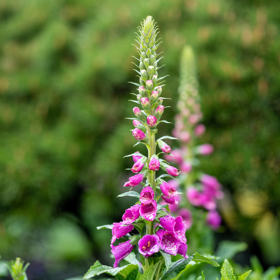 6x Digitalis Purpurea - 10-25 cm - Ø9