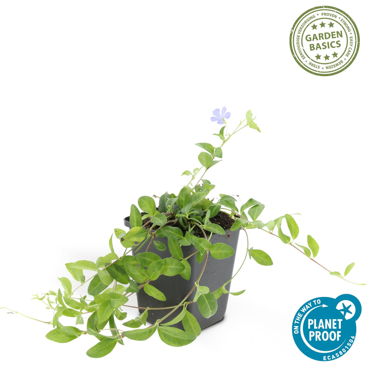 6x Vinca minor - 10-25cm - Ø9