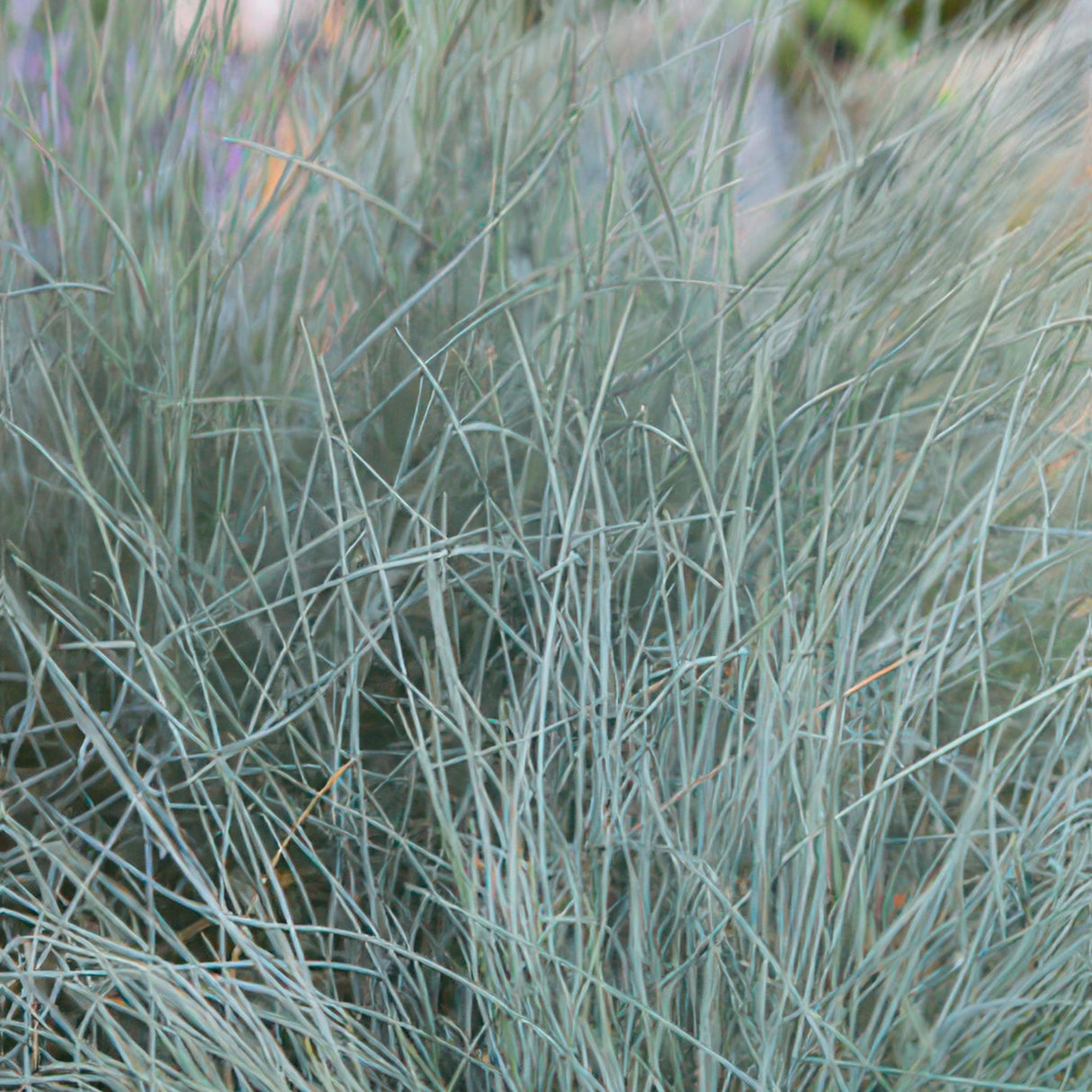 6x Festuca glauca 'Elijah Bleu' - 10-25cm - Ø9