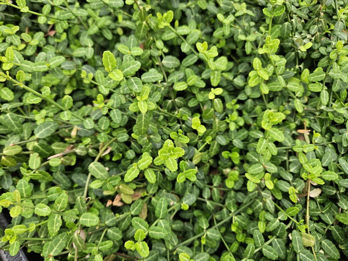 6x Euonymus fort. 'Minimus' - 10-25cm - Ø9