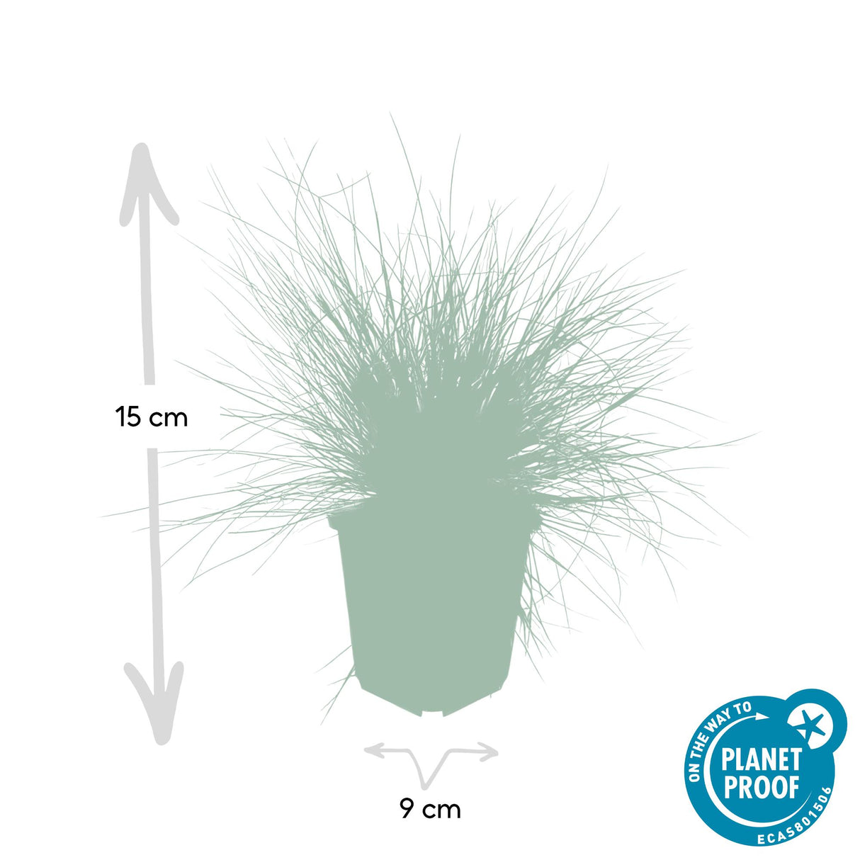 6x Festuca glauca 'Elijah Bleu' - 10-25cm - Ø9