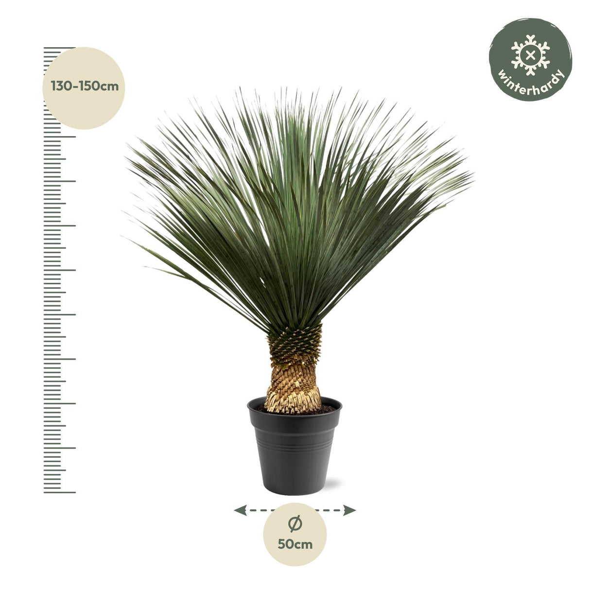 Yucca Rostrata - 140-160 cm - Ø50