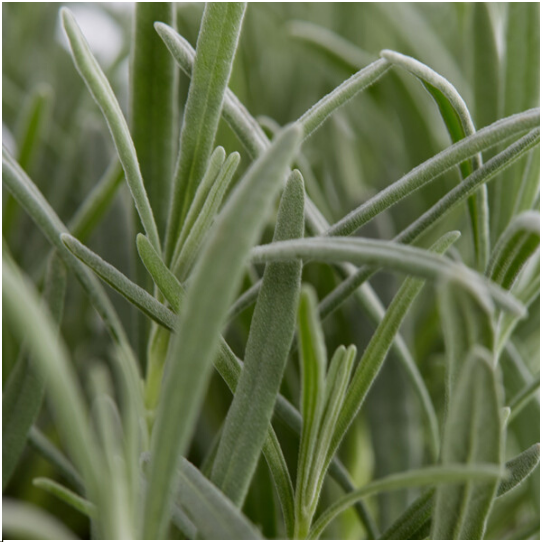1x 6 pack Lavendel angustifolia - 15 cm - Ø7