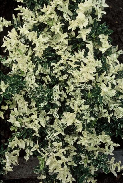 6x Euonymus fort. 'Harlequin' - 10-25cm - Ø9