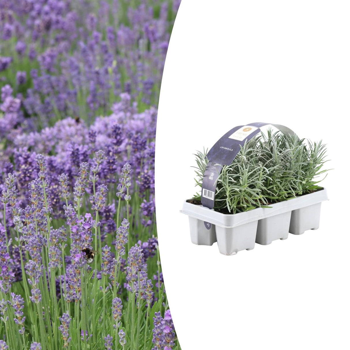 1x 6 pack Lavendel angustifolia - 15 cm - Ø7