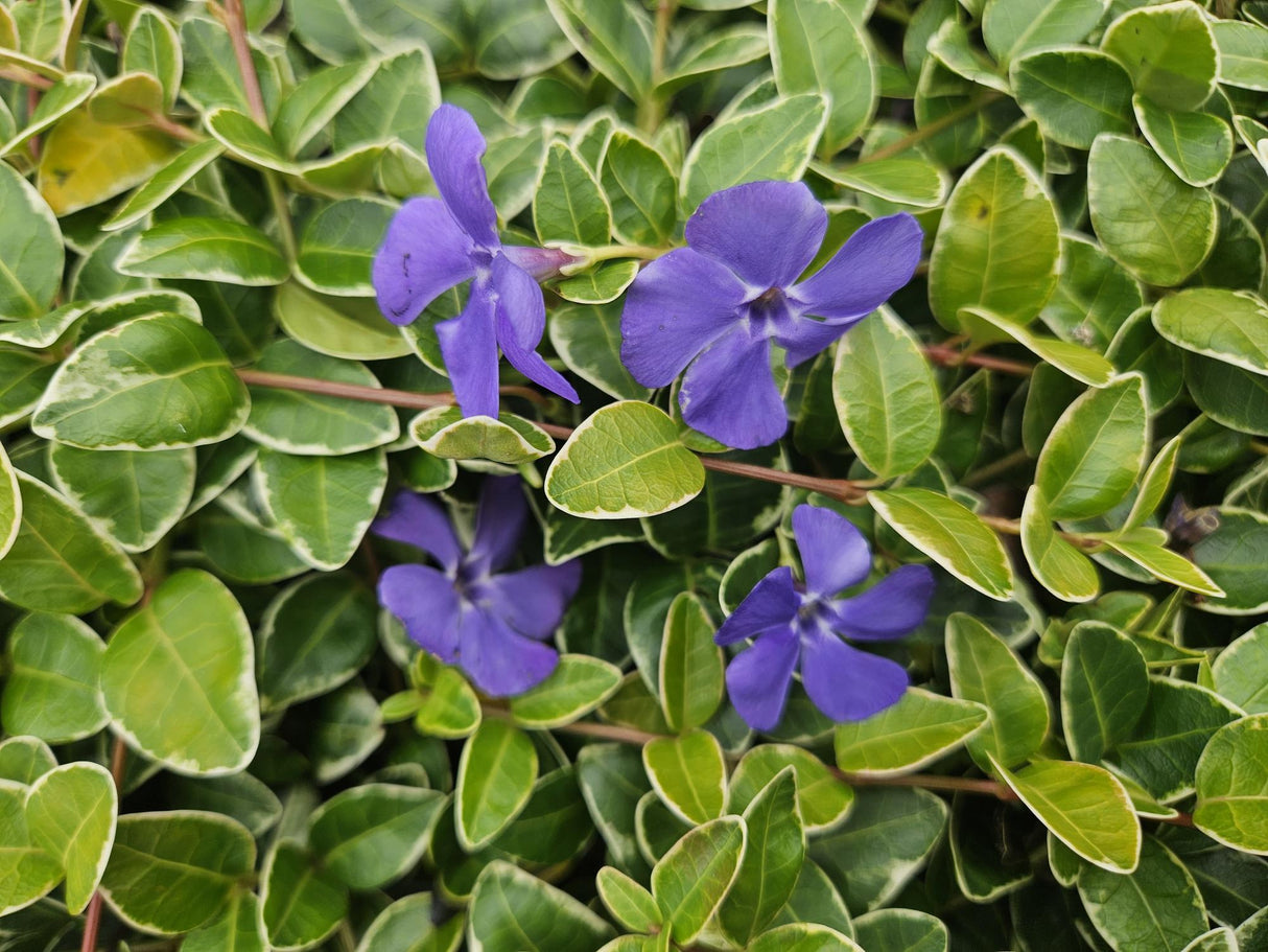 12x Vinca minor 'Ralph Shugert' - 10-25cm - Ø9