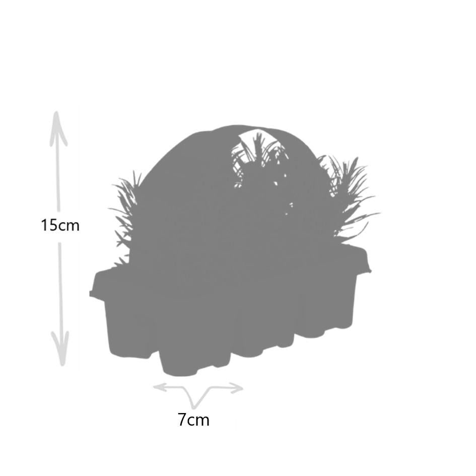 1x 6 pack Lavendel angustifolia - 15 cm - Ø7