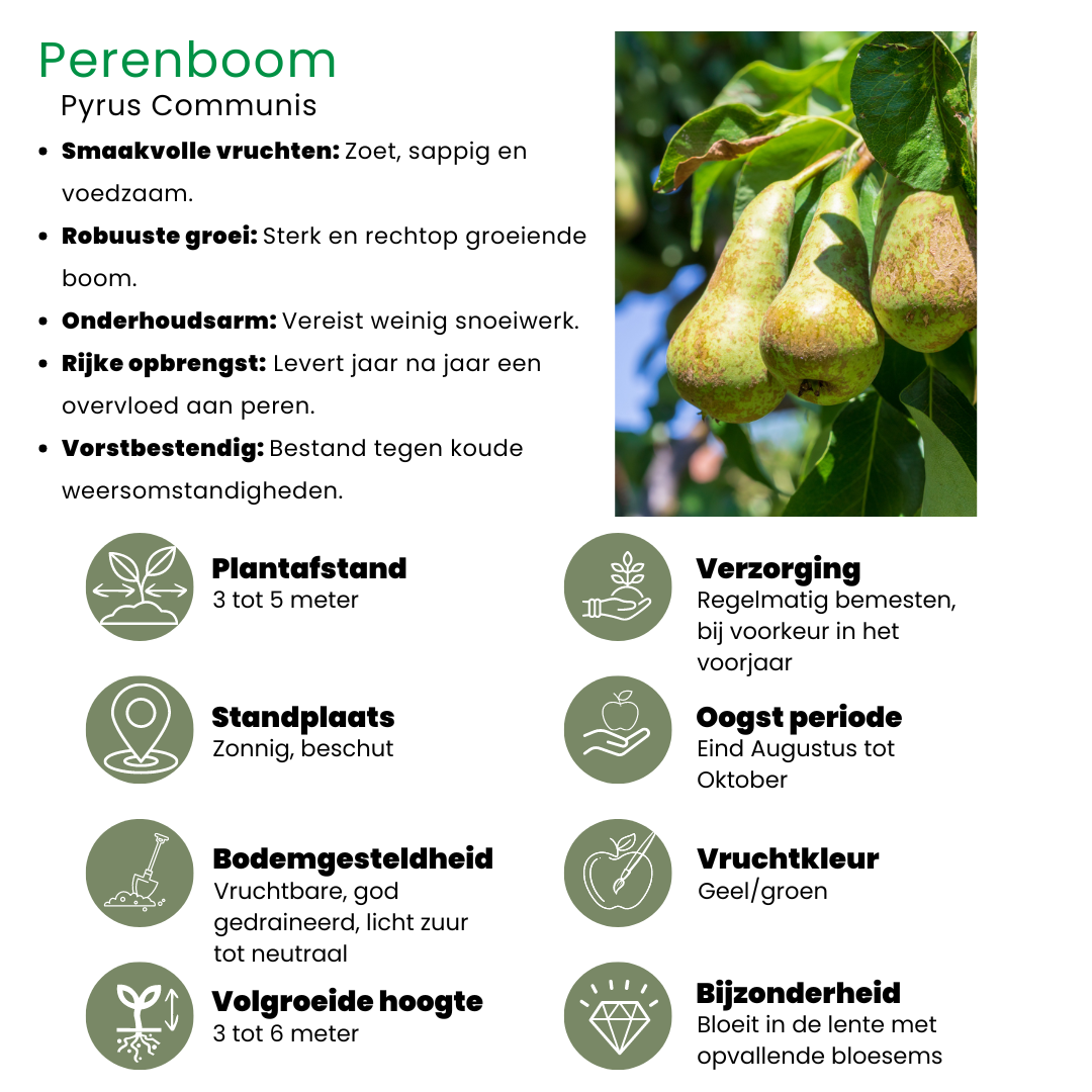 Biologische Perenboom Pyrus - 60 cm - Ø20
