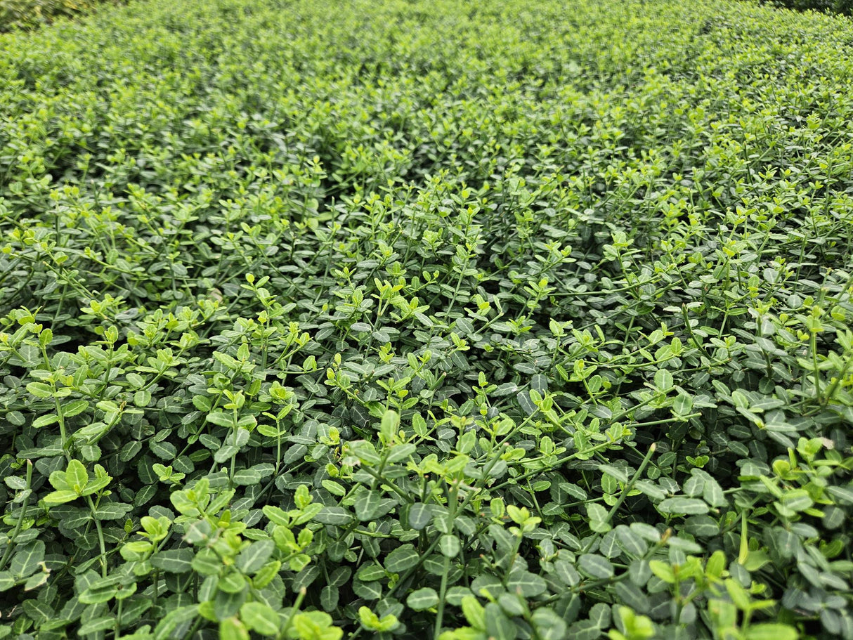 6x Euonymus fort. 'Minimus' - 10-25cm - Ø9