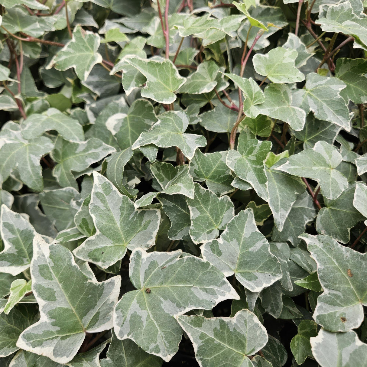 6x Hedera helix 'Glacier' - 10-25cm - Ø9