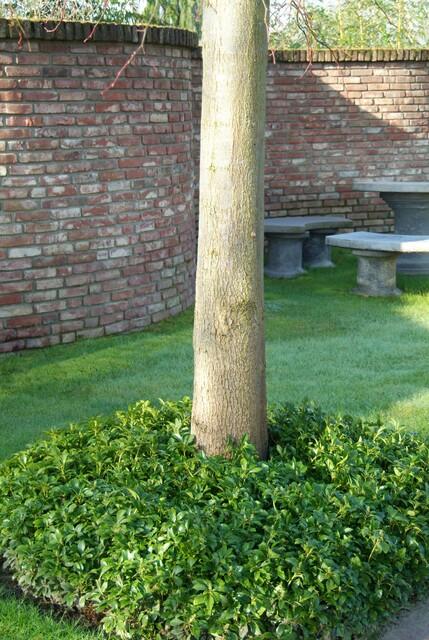 6x Pachysandra Terminalis - 10-25 cm - Ø9