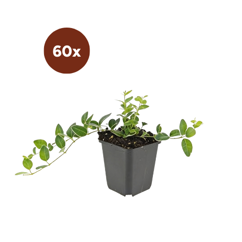 60x Vinca minor 'Ralph Shugert' – 10–25 cm – Ø 9
