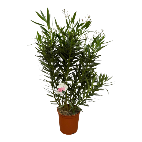 Nerium Oleander Strauch mit weißen Blüten - 160 cm - Ø32
