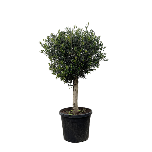 Olea Europaea Lorc - 180 cm - Ø50