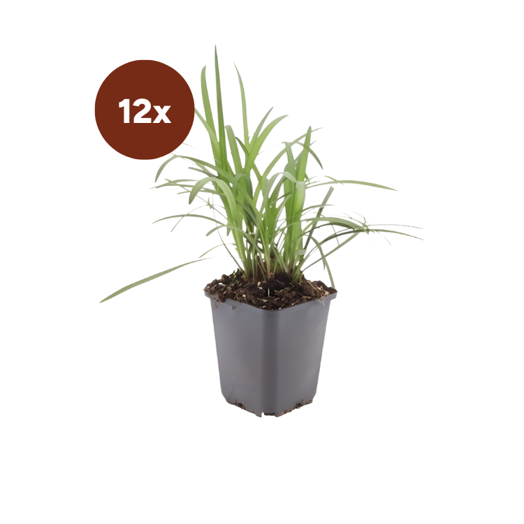 12x Liriope muscari 'Monroe White' – 10–25 cm – Ø 9