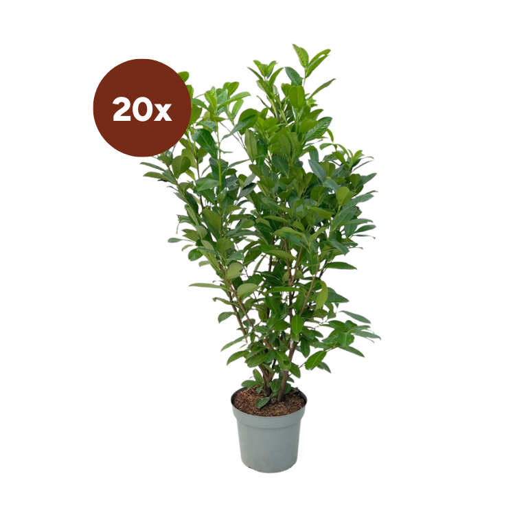 20x Große Lorbeerbeere Rotundifolia für 10 Laufmeter Hecke – 125–150 cm – Ø35
