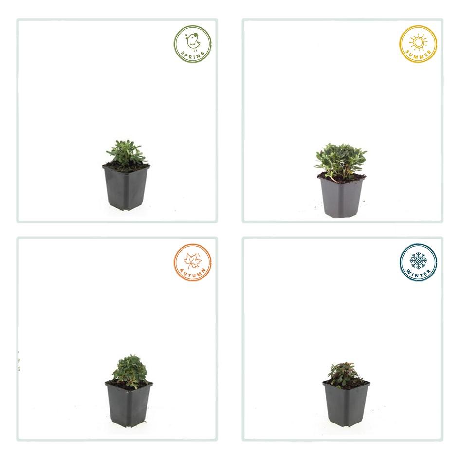 12x Potentilla tridentata 'Nuuk' – 10–25 cm – Ø 9