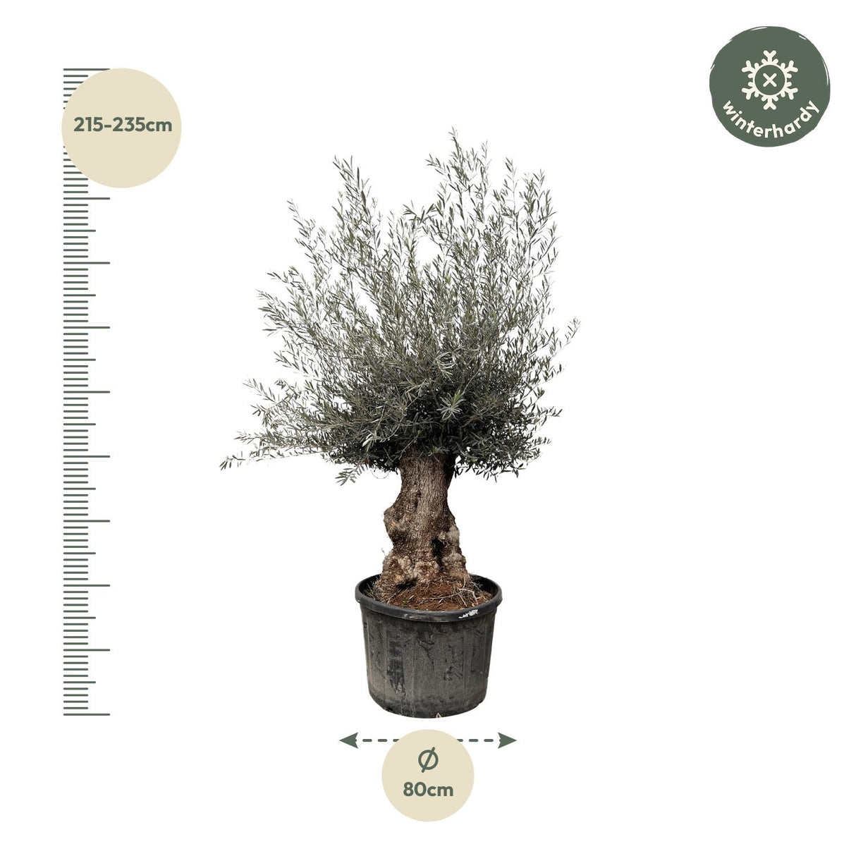 Olea Europaea Bonsai - 270 cm - Ø80