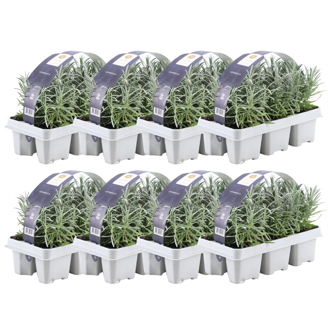 8 x 6er-Pack Lavendel angustifolia – 15 cm – Ø7