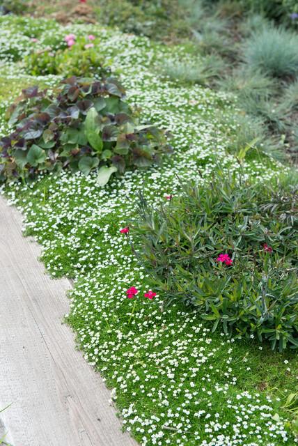 60x Sagina subulata – 10–25 cm – Ø 9