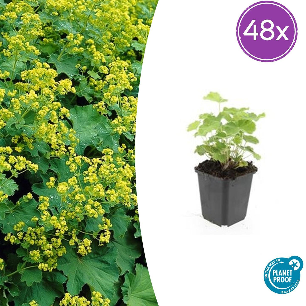 48x Alchemilla mollis – 10–25 cm – Ø 9