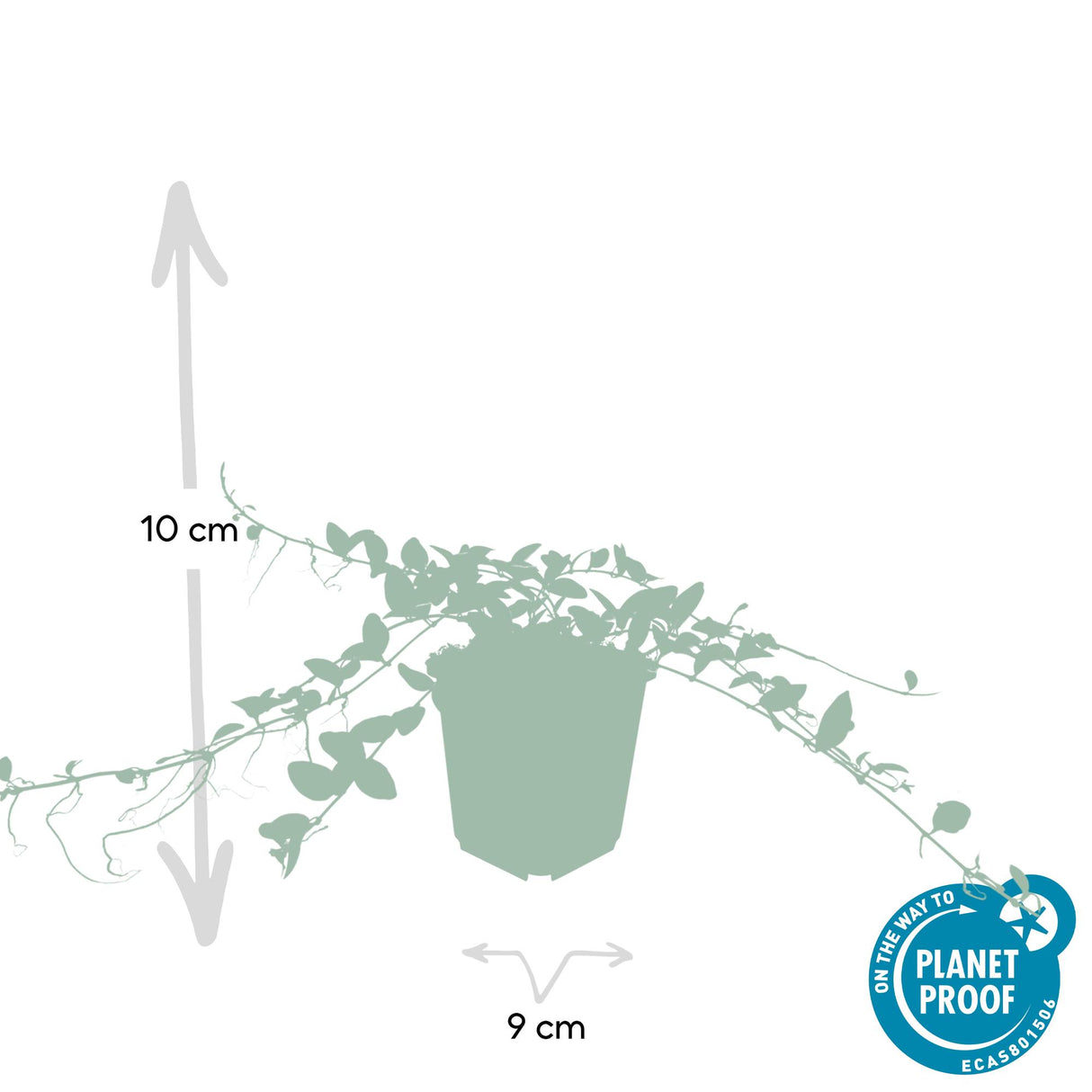 24x Vinca minor 'Alba' – 10–25 cm – Ø 9