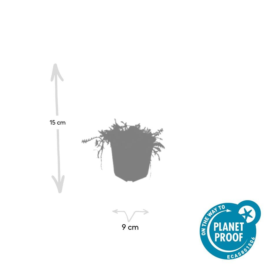 60x Leptinella squalida – 10–25 cm – Ø 9