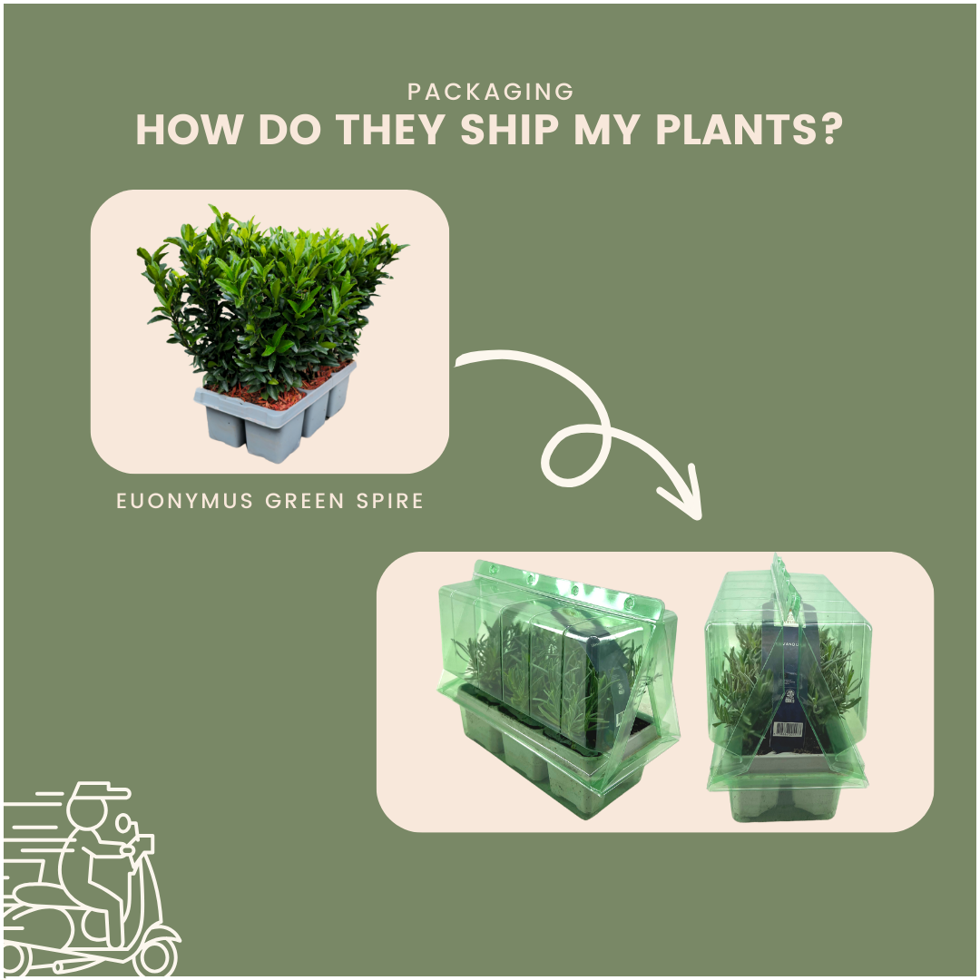 48 x Euonymus 'Green Spire' – 15 cm – Ø7