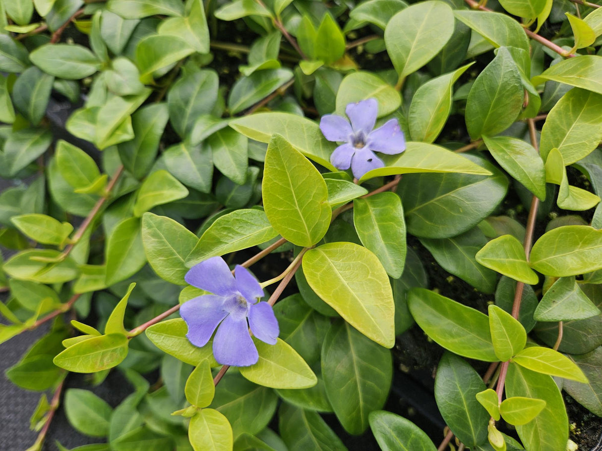 48x Vinca minor 'La Grave' – 10–25 cm – Ø 9